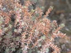 Crassula lanceolata