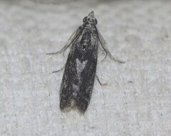 Sciota melanostyla