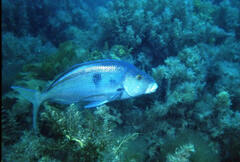 Nemadactylus valenciennesi