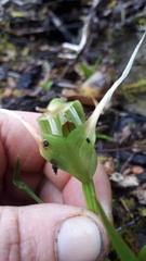 Pterostylis australis