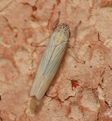 Cofana