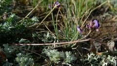 Astragalus filiformis
