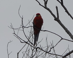 Platycercus icterotis