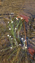 Eleocharis geniculata