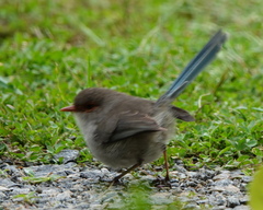 Malurus splendens splendens