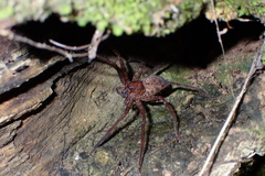 Heteropoda amphora