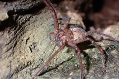 Heteropoda amphora