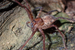 Heteropoda amphora