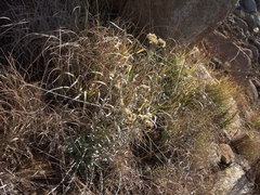 Helichrysum appendiculatum