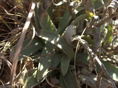 Helichrysum appendiculatum