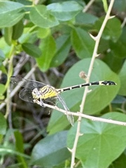 Austrogomphus amphiclitus