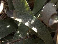 Helichrysum appendiculatum