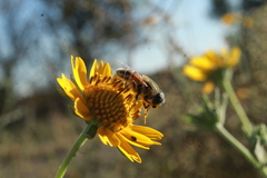 Eristalis stipator