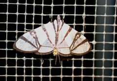 Conchylodes nolckenialis