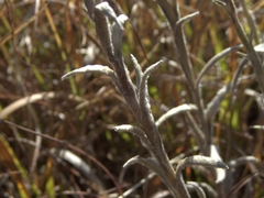 Helichrysum appendiculatum