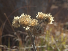 Helichrysum appendiculatum