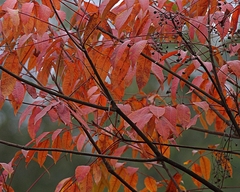 Toxicodendron succedaneum