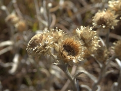Helichrysum appendiculatum