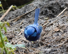 Malurus splendens splendens