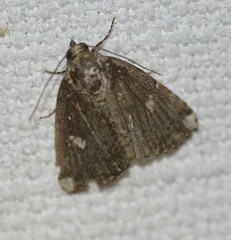 Amyna apicipuncta