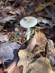 Amanita multisquamosa