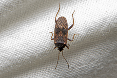 Neolethaeus tenebrosus