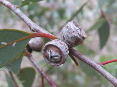 Eucalyptus cosmophylla