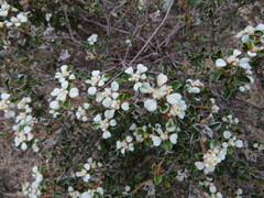 Spyridium thymifolium