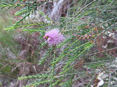 Melaleuca decussata