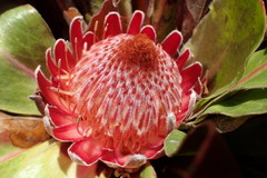 Protea caespitosa