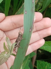 Abracris flavolineata