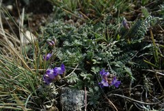 Astragalus filiformis
