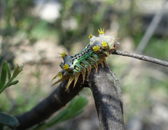 Doratifera oxleyi