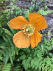 Papaver cambricum
