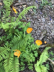 Papaver cambricum