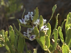 Psoralea wilmsii