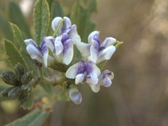 Psoralea wilmsii