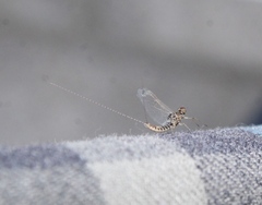 Callibaetis pictus