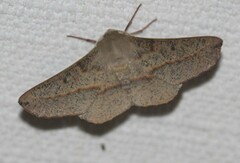 Antictenia punctunculus