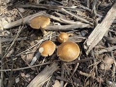 Agrocybe putaminum