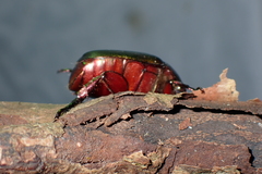 Anomala rubripes