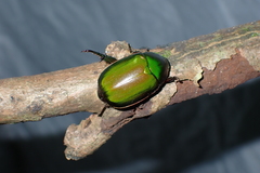 Anomala rubripes
