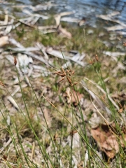 Fimbristylis ferruginea