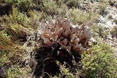 Protea caespitosa