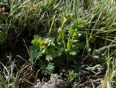 Saxifraga cernua