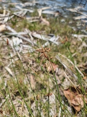 Fimbristylis ferruginea