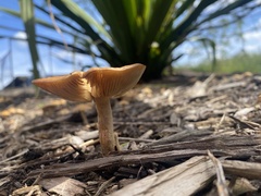 Agrocybe putaminum
