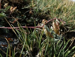 Astragalus filiformis