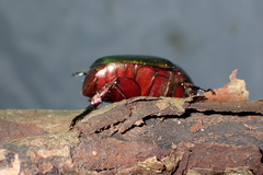 Anomala rubripes