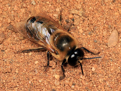Apis mellifera scutellata